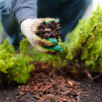 Gloved hand picking up mulch between lettuce plants