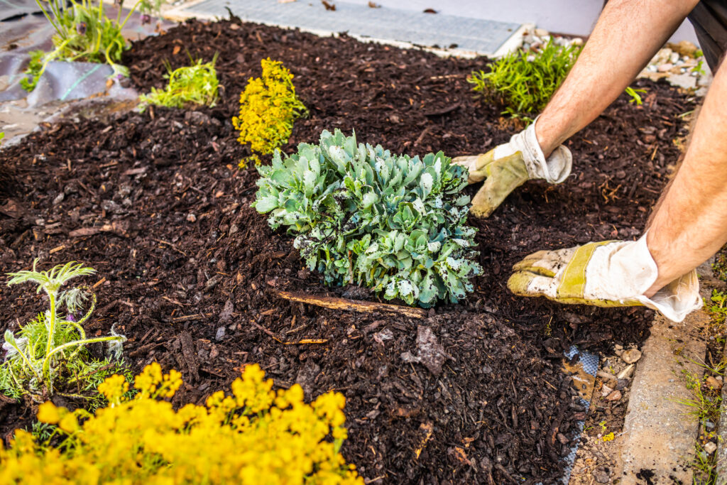 A person installing mulch around a small plant