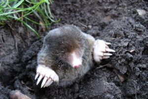 Mole in a yard