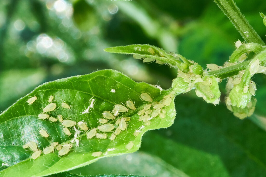 Green aphids are on a leaf. The leaf is curling.