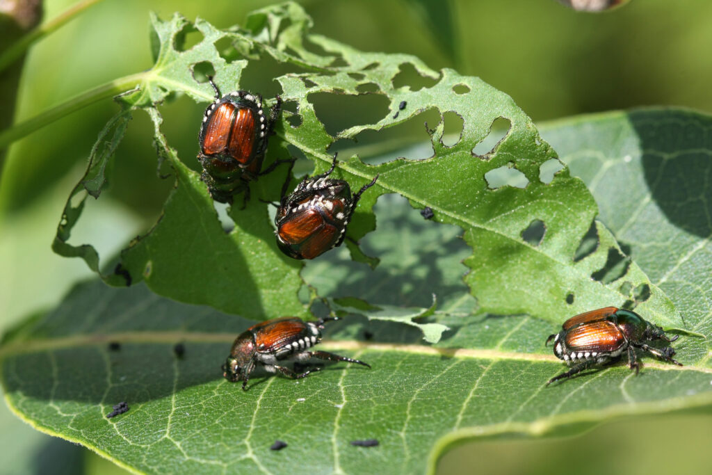 Japanese beetles eating a leaf. The leaf has holes in it.