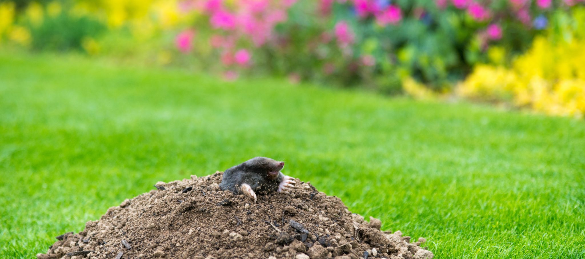 Lawn Maintenance Guide Tips for Avoiding Moles & Voles Next Year ...