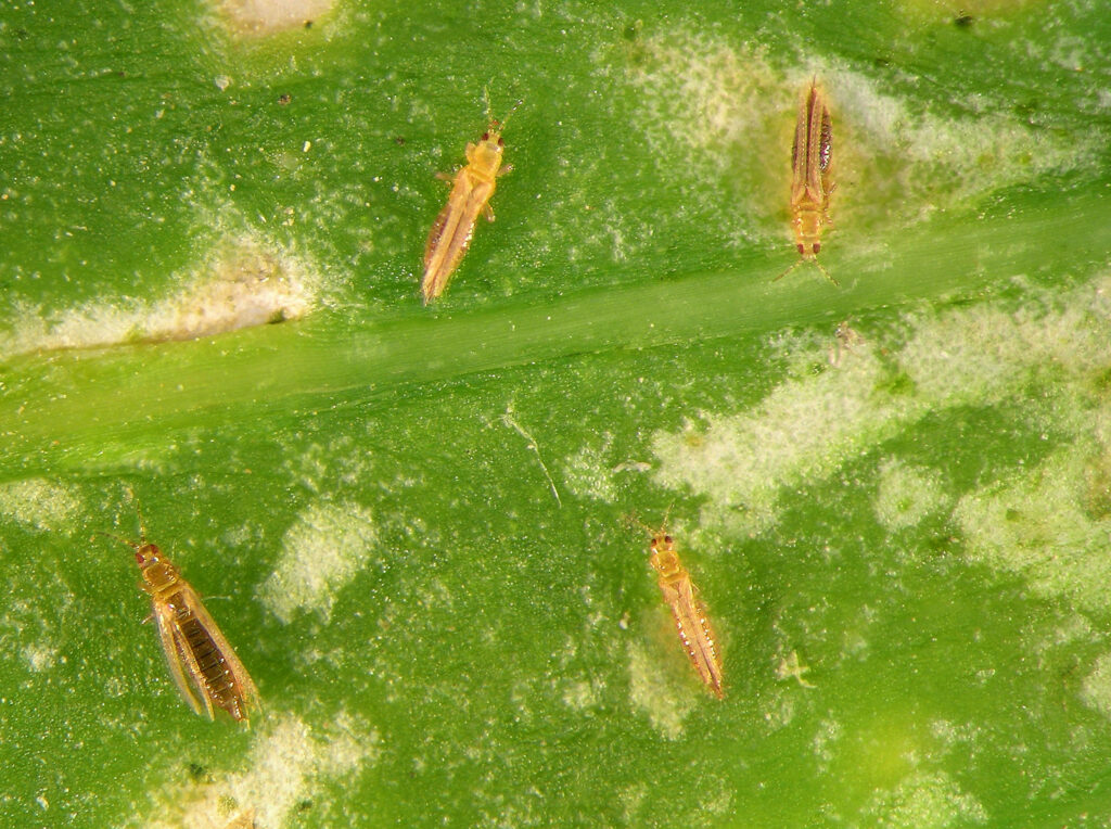 Thrips on a rose leaf